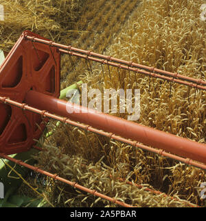 Auf der Suche nach der Kabine des Claas Mähdrescher am Erntevorsatz Ernte guter reifen Weizen, Oxfordshire Stockfoto