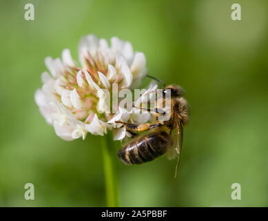 Honigbiene (Apis mellifera) Fütterung auf Weißklee (Trifolium repens) West Sussex, UK. Stockfoto