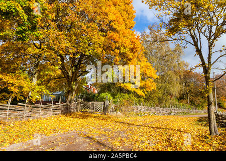 Bäume im Herbst Stockfoto
