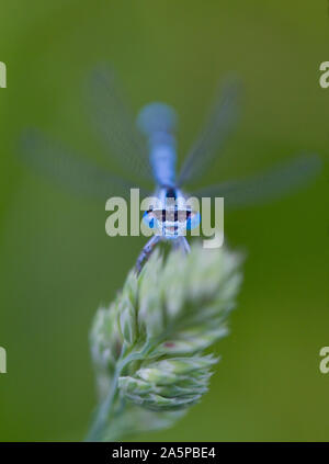 Hufeisen-azurjungfer (Coenagrion puella) auf Gras, Sussex, UK. Juni Stockfoto