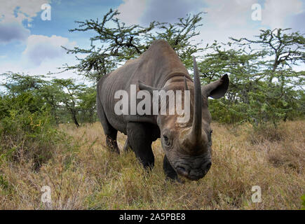 Schwarzes Nashorn (Diceros bicornis) männlich, Captive, Ol Pejeta, Kenia Stockfoto