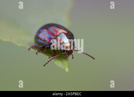 Rosmarin oder Lavendel Käfer Chrysolina americana eine aus Südeuropa, hat vor kurzem (2003) werden in Großbritannien gegründet, wahrscheinlich importiert Stockfoto