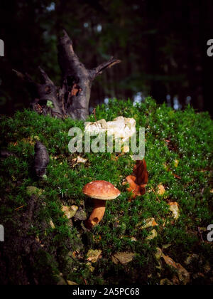 Wild Mushroom Boletus Edulis wächst in den Wald, Pilze im Wald. Essbare Pilze Stockfoto
