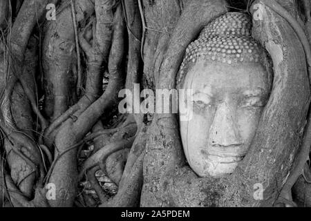 Buddha Kopf In den Wurzeln einer Banyan Tree, Wat Mahathat, Ayutthaya, Thailand entwined Stockfoto
