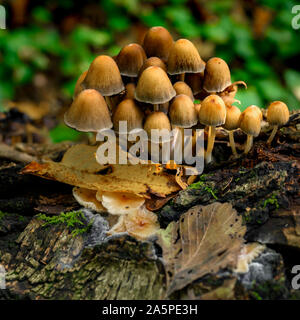 Herbstliche Pilze wachsen in den Wäldern auf einem toten Baum. Stockfoto