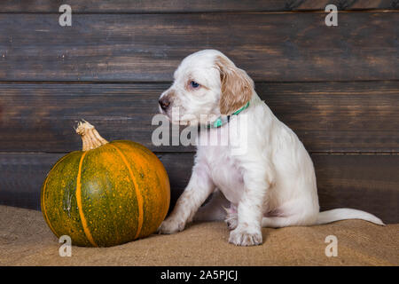 Cute funny white English Setter Welpen und orange kleine Kürbis, halloween Card Stockfoto