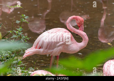 Aus der Nähe zu sehen. eine Flamingo seine schönen rosa Federn Reinigung in der Nähe von einem Teich im Freien Stockfoto