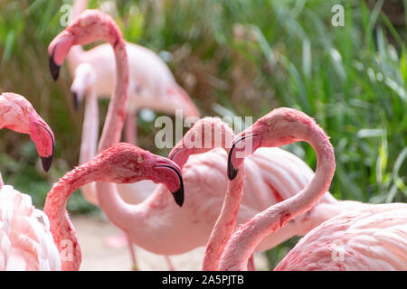 Eine Gruppe von Flamingos thier Federn und Trinkwasser Reinigung Stockfoto