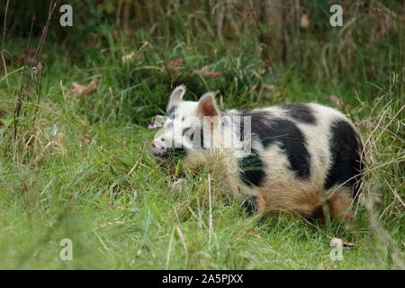 Freilandhaltung Schwein Stockfoto