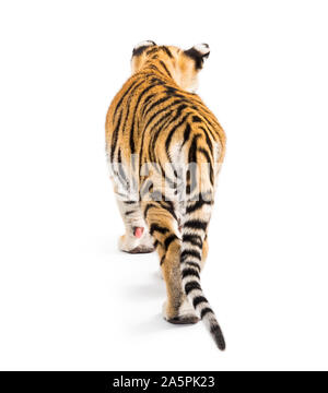 Rückansicht eines zwei Monate alten Tiger Cub wandern gegen den weißen Hintergrund Stockfoto