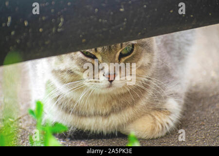 Grau- tabby Cat ist ein Hund von hinten ein Rohr. Stockfoto