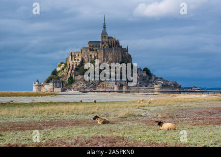 Schafe weiden vor der Mont-Saint-Michel, Frankreich Stockfoto