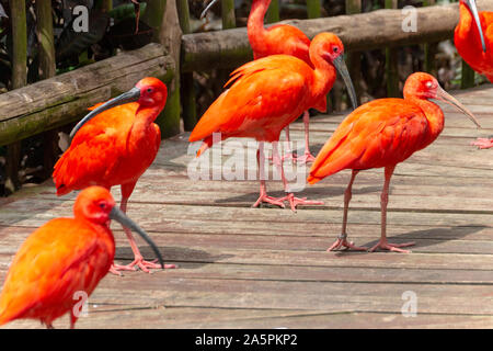 Aus der Nähe zu sehen. Eine Gruppe von Red scarlet ibis Vögel socking uo die Sonne an einem warmen Sommertag Stockfoto