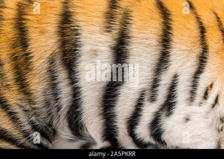 Nahaufnahme des zwei Monate alten Tiger cubs Fell Stockfoto