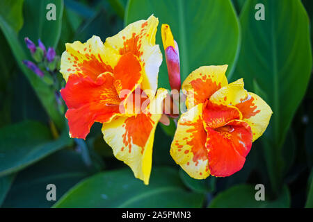 Canna Blume auch Canna Lily im Garten genannt. Stockfoto