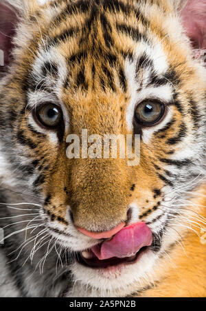 Zwei Monate alten Tiger Cub Lecken der Lippen in Nahaufnahme vor weißem Hintergrund Stockfoto