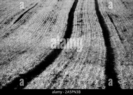 Cool-Saison Getreide im Herbst, Oberweser, Weserbergland, Nordrhein-Westfalen, Hessen, Deutschland Stockfoto