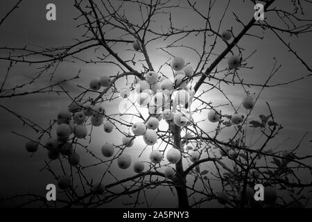 Apple Tree im Dezember, Oberweser, Weserbergland, Nordrhein-Westfalen, Hessen, Deutschland Stockfoto