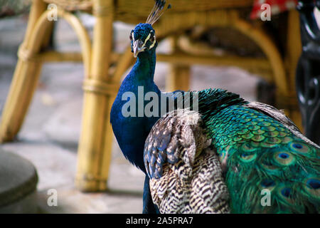 Porträt der Schönen und neugierig, blaue und grüne Männchen Pfau Vogel. Nahaufnahme der Afrikanischen Peacock bunten Vogel. Stockfoto