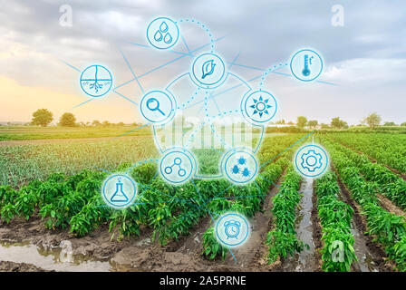 Die wissenschaftliche Arbeit und die Entwicklung der Landwirtschaft. Hohe Technologien und Innovationen in der Agroindustrie. Landwirtschaftliche startup. Automatisierung und Qualität des Ernteguts Stockfoto