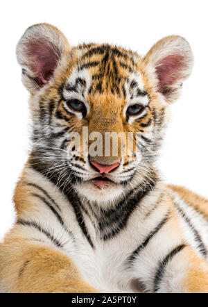 Zwei Monate alten Tiger Cub vor weißem Hintergrund Stockfoto