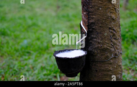 Frische milchigen Latex fließt von para Gummibaum in eine Plastikschüssel auf unscharfen Hintergrund Stockfoto