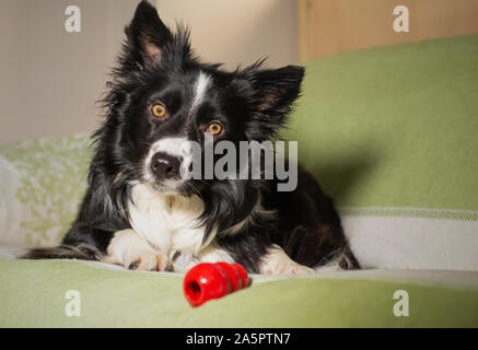 Schöne Portrait eines Border Collie Welpen mit seinem Spiel auf dem Sofa in die Kamera blicken Stockfoto