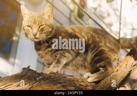 Schöne graue Katze auf eine Traube Zweig auf einem hellen, sonnigen Tag. Pet. Tier. Selektiver Fokus Stockfoto