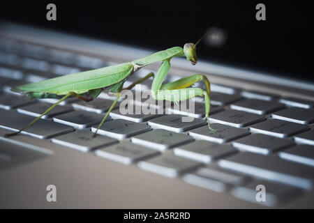 Computer bug Metapher. Mantis ist auf einem Laptop Tastatur, Nahaufnahme mit selektiven Fokus Stockfoto