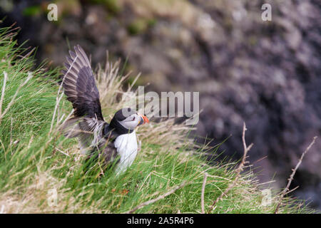 Papageitaucher auf staffa Insel Schottland Stockfoto