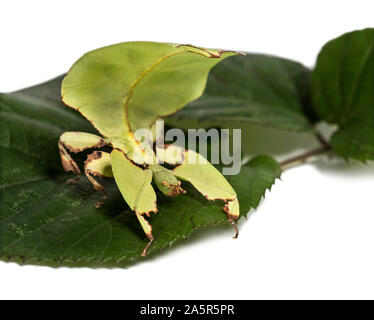 Blatt Insekt, Phyllium giganteum, auf Blatt vor weißem Hintergrund Stockfoto