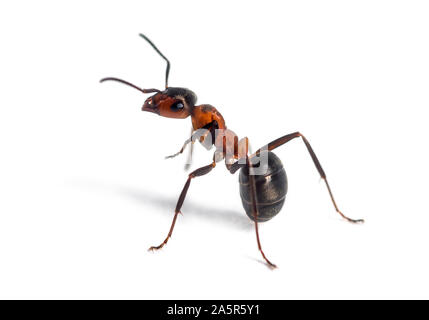 Europäische rote Waldameise, Formica polyctena, vor weißem Hintergrund Stockfoto