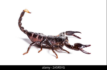 Scorpion, pandinus Diktator, vor weißem Hintergrund Stockfoto