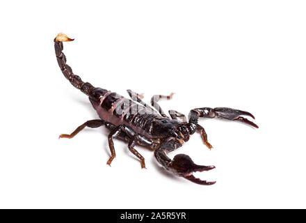 Scorpion, pandinus Diktator, vor weißem Hintergrund Stockfoto