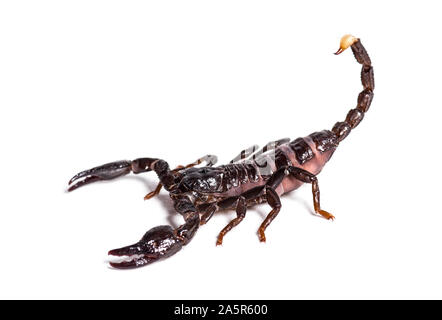 Scorpion, pandinus Diktator, vor weißem Hintergrund Stockfoto