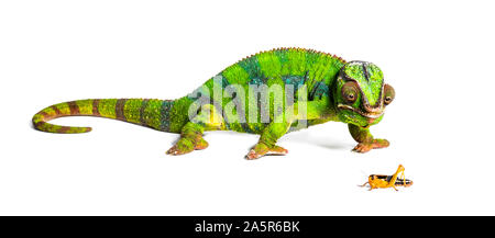 Panther Chamäleon, Furcifer pardalis, Essen wandernden Heuschrecke vor weißem Hintergrund Stockfoto