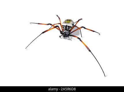 Nephila inaurata, allgemein bekannt als die red-legged Golden orb-Weaver spider oder Red-legged nephila, vor weißem Hintergrund Stockfoto