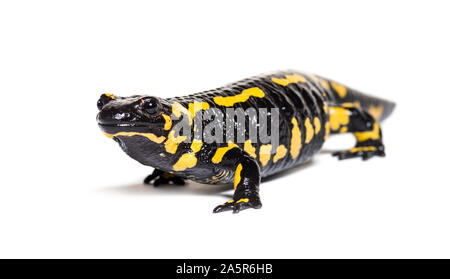 Feuersalamander, Salamandra Salamandra, vor weißem Hintergrund Stockfoto