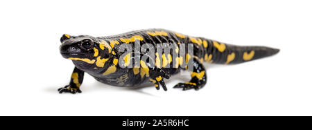 Feuersalamander, Salamandra Salamandra, vor weißem Hintergrund Stockfoto