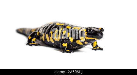Feuersalamander, Salamandra Salamandra, vor weißem Hintergrund Stockfoto