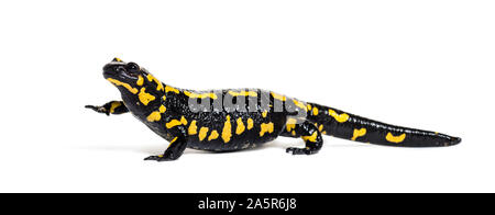 Feuersalamander, Salamandra Salamandra, vor weißem Hintergrund Stockfoto