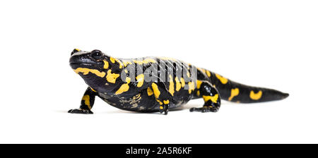 Feuersalamander, Salamandra Salamandra, vor weißem Hintergrund Stockfoto
