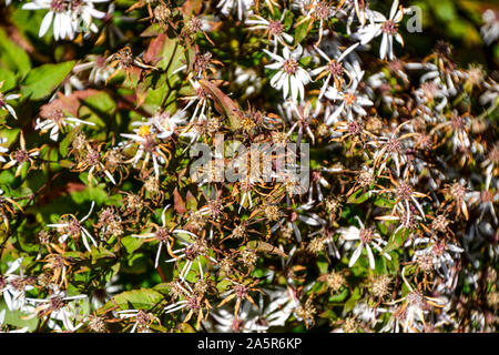 Blumen mit Bienen/Garten/Schlossgarten im Schloss Filseck in Uhingen/Göppingen Stockfoto