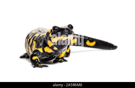 Feuersalamander, Salamandra Salamandra, vor weißem Hintergrund Stockfoto