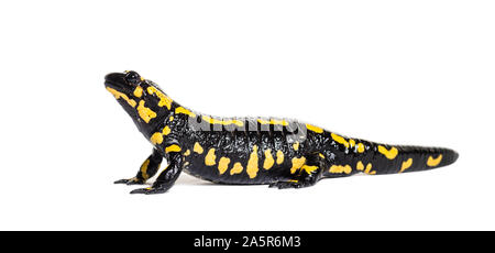 Feuersalamander, Salamandra Salamandra, vor weißem Hintergrund Stockfoto