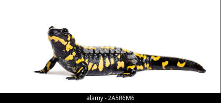 Feuersalamander, Salamandra Salamandra, vor weißem Hintergrund Stockfoto