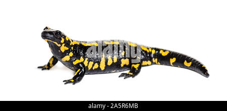 Feuersalamander, Salamandra Salamandra, vor weißem Hintergrund Stockfoto