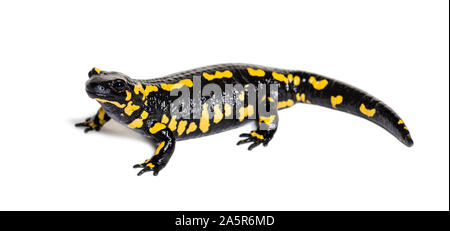Feuersalamander, Salamandra Salamandra, vor weißem Hintergrund Stockfoto