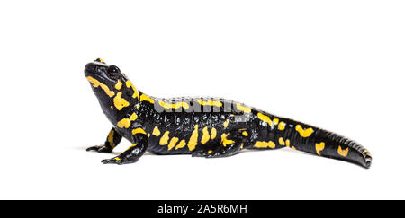 Feuersalamander, Salamandra Salamandra, vor weißem Hintergrund Stockfoto