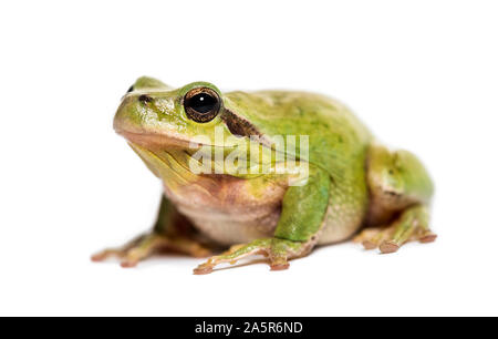 Mediterrane Laubfrosch oder stripeless Laubfrosch, Hyla meridionalis, vor weißem Hintergrund Stockfoto